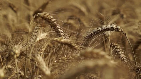 Field spikelets 2 Stock Footage 105604001