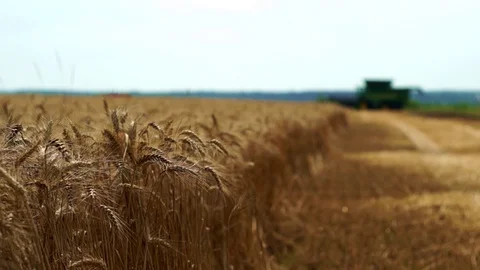 Field spikelets 3 Stock Footage 105603956