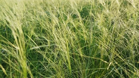 Field with spikelets  库存影片 79455386