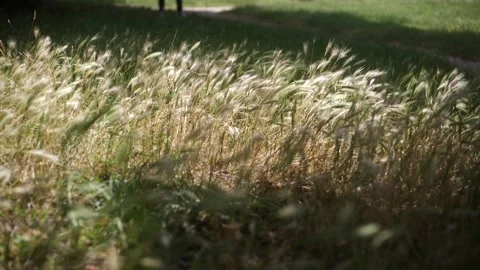 Field of spikelets. Stock Footage 203896511