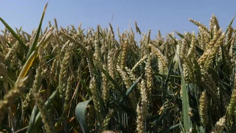 Field of spikelets. Stock Footage 203896657
