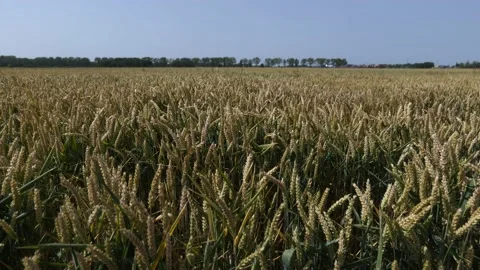 Field of spikelets. Stock Footage 203896667