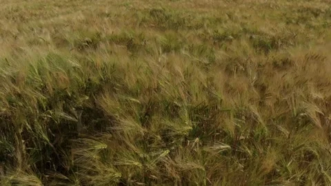 A field with spikelets of grain swaying in the wind. Slow motion video. Stock Footage 276549991