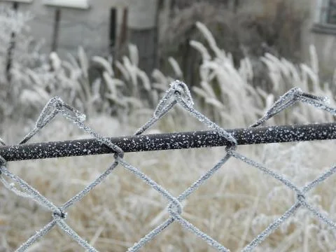 Field, spikelets Stock Photos