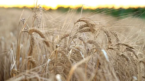 The field of spikelets. Women's hand moved on the rye. Summer sunset background. Stock Footage 78937117