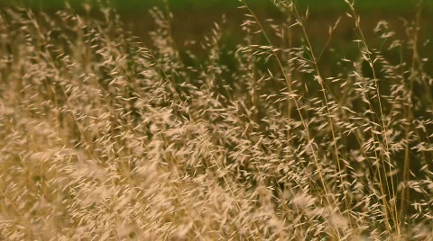 Field of spikes 库存影片 792965