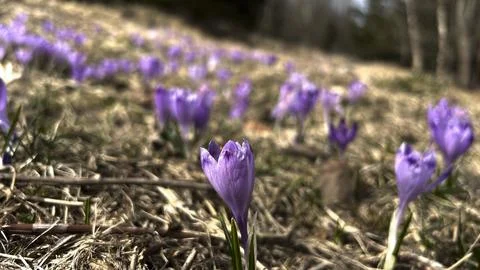 A field of spring crocuses on a mountain slope Stock Photos