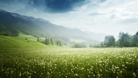 Field of spring dandelions in Dolomites,South Tyrol, Italy Stock Footage 101300779