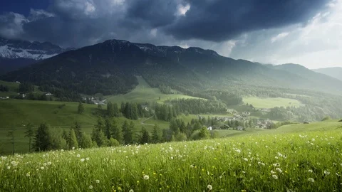 Field of spring dandelions in Dolomites,South Tyrol, Italy Stock Footage 101301595