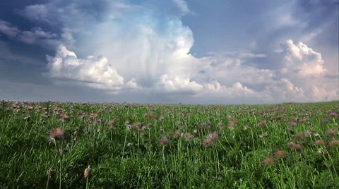 Field of spring flowers on a background cloudy sky Stock Footage 8671495