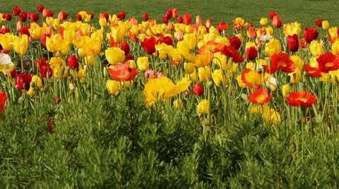 Field of Spring Flowers Stockbeeldmateriaal 22154257