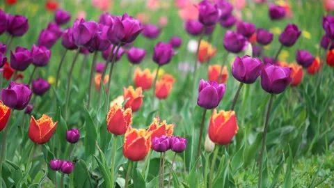Field of spring flowers Stock Footage 100548046