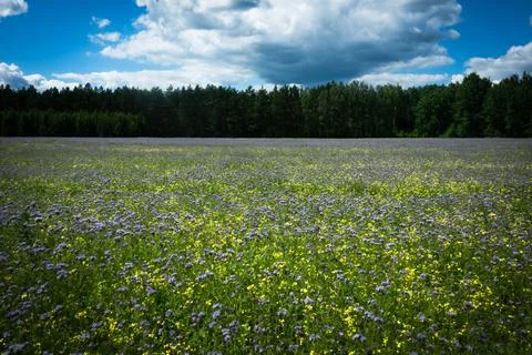 Field with spring flowers, forest and perfect sky Stock Photos