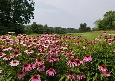 A field of spring flowers Stock Photos