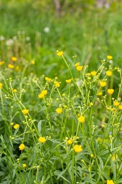 Field spring flowers Stock Photos