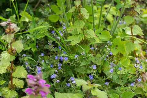 Field spring flowers Stock Photos