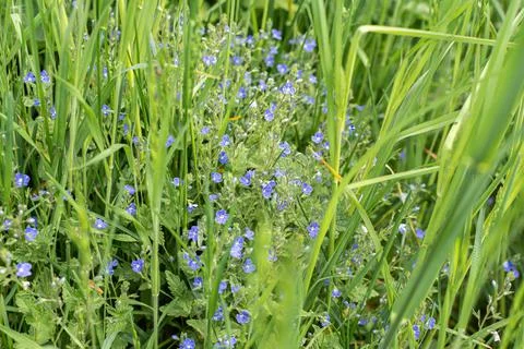 Field spring flowers Stock Photos