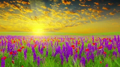 Field of spring flowers at sunset Stock Footage 22248902