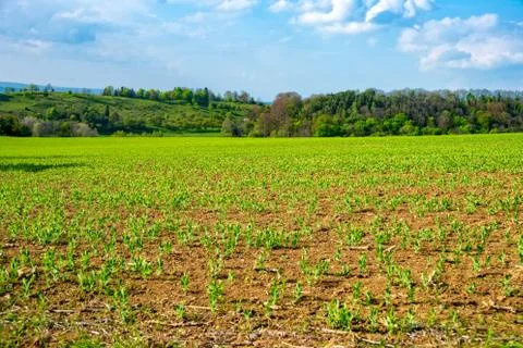 Field in spring with fresh vegetables Stock Photos