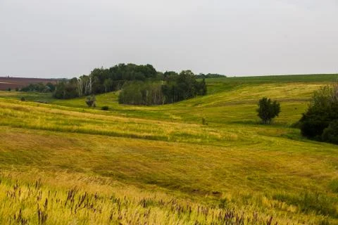 Field of spring grass and forest Stock Photos