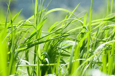 Field of spring grass and perfect sunny day Stock Photos