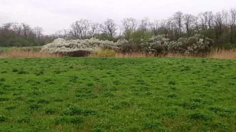 Field, spring, green grass Stock Footage 41104171