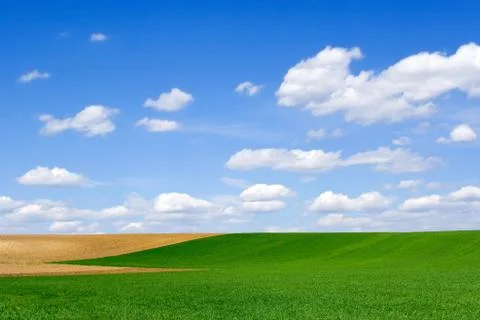 Field at spring Stock-Fotos