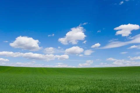 Field at spring Foto stock