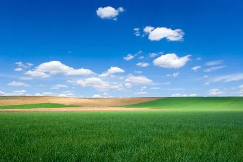 Field at spring Stock Photos