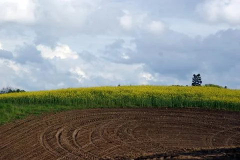 Field in spring Stock Photos