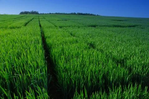 Field in the spring Foto stock
