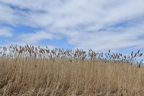 A field in spring Stock Photos