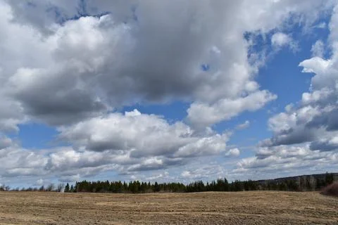 A field in spring Stock Photos