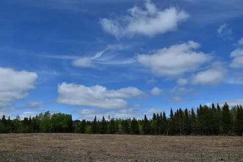 A field in spring Stock Photos