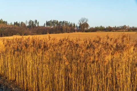Field in spring ready for sowing wheat in the morning light Stock Photos