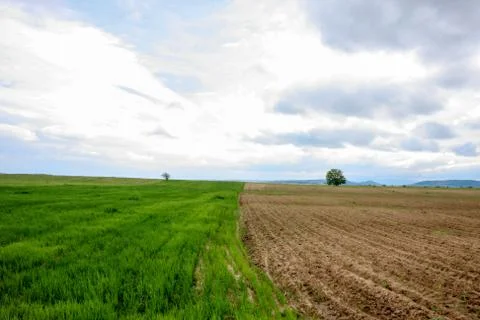 A field in spring time with two parcels of different stages of crop growth Fotos de archivo