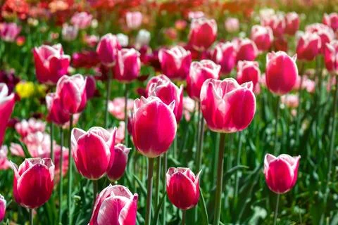 Field of spring tulips 스톡 사진