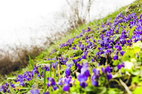 Field with spring violets Stock Photos