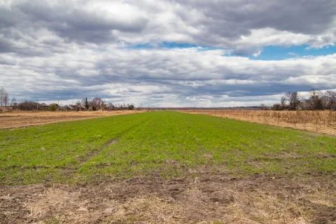 In the field in spring wheat grain sprouted, a new crop of bread will appear Stock Photos