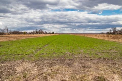 In the field in spring wheat grain sprouted, a new crop of bread will appear Stock Photos