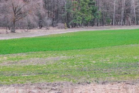 In the field in spring wheat grain sprouted, a new crop of bread will appear Stock Photos