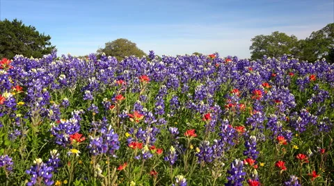 Field of Spring Wildflowers in Central Texas Hill Country Vidéo 62759460