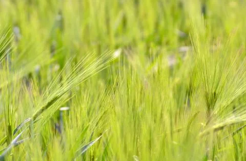 Field in springtime Stock Photos
