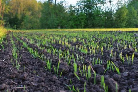 Field in the Springtime. Foto stock