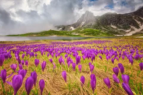 Field of springtime pink crocuses in a spring mountains Foto stock