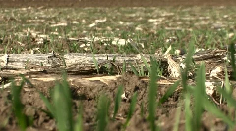 Field of sprouted young wheat Stock Footage 56706983