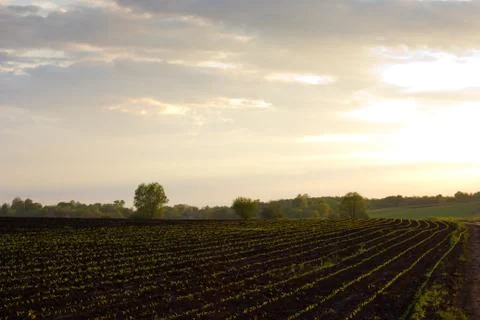 Field with sprouts Foto stock