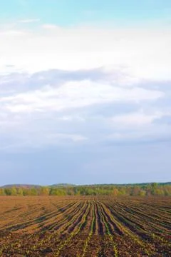 Field with sprouts 스톡 사진