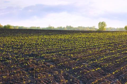 Field with sprouts Foto stock