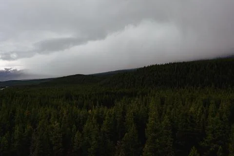 Field of spruce in Canada Stock Photos